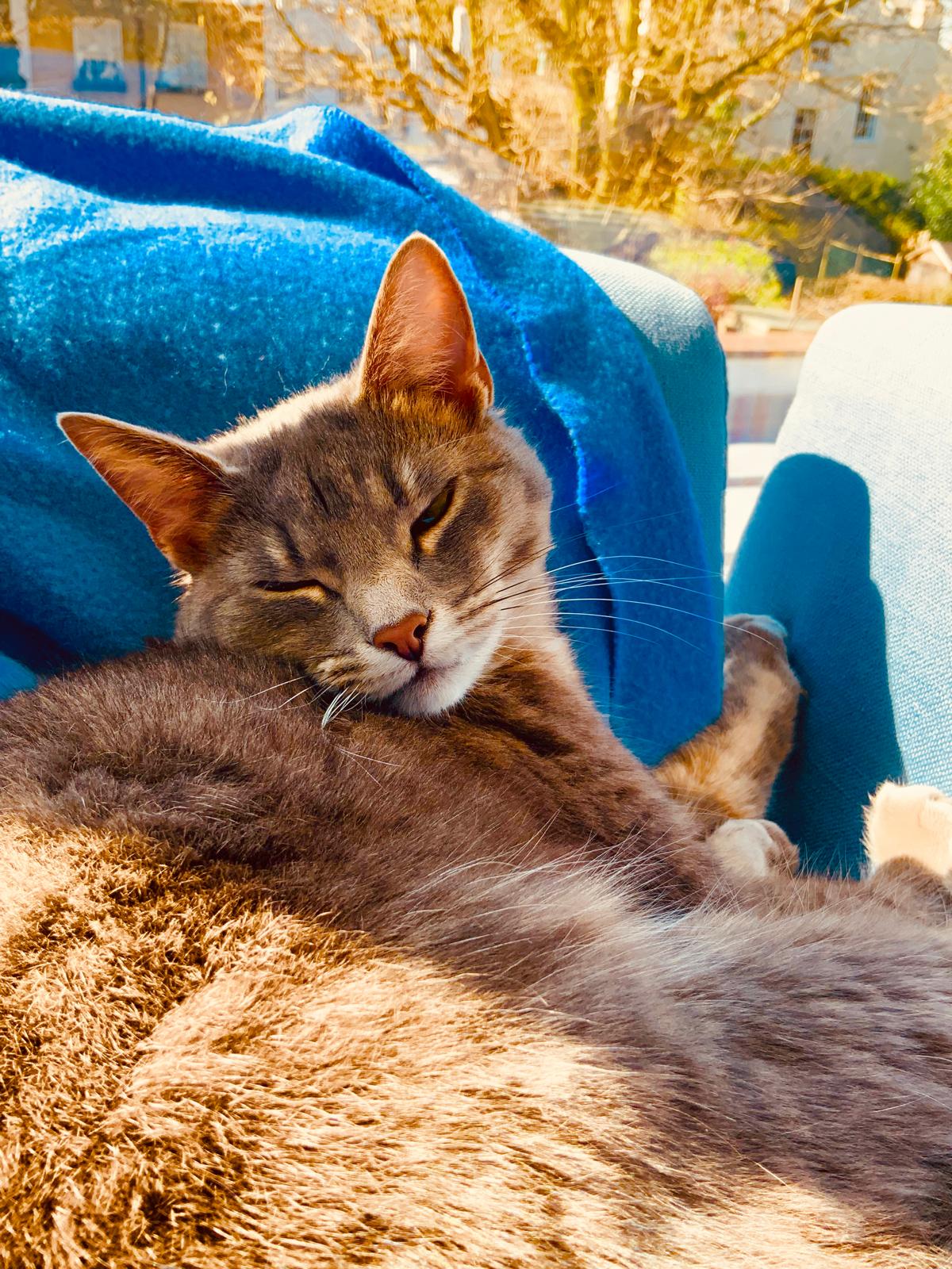 Annika, a grey and white cat resting on a blue blanket