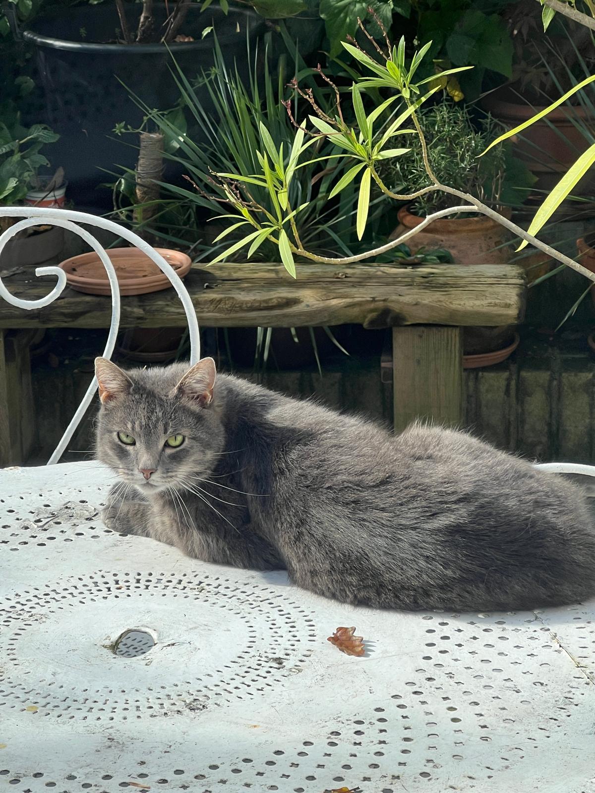 Ingmar, a grey tabby cat lounging in a garden