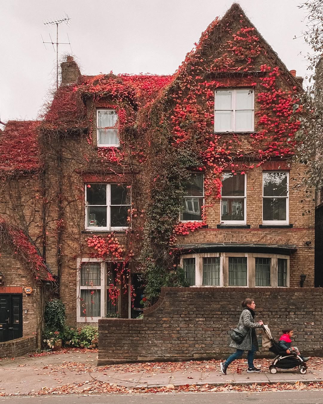 Ivy-clad house in autumn, Hampstead